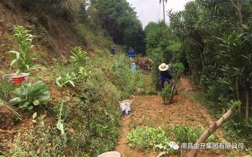 整治違規菜地，還居民一個良好生活環境